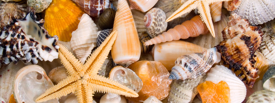 Shells on the Beach